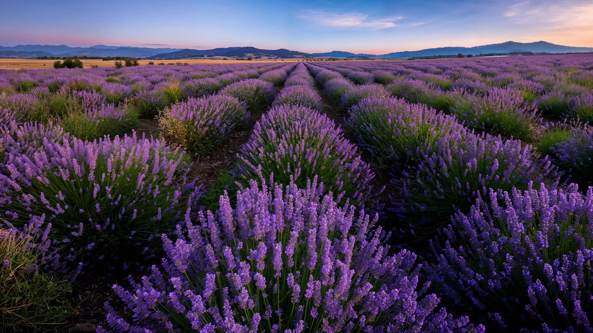 Vivo Travel · FRANCE