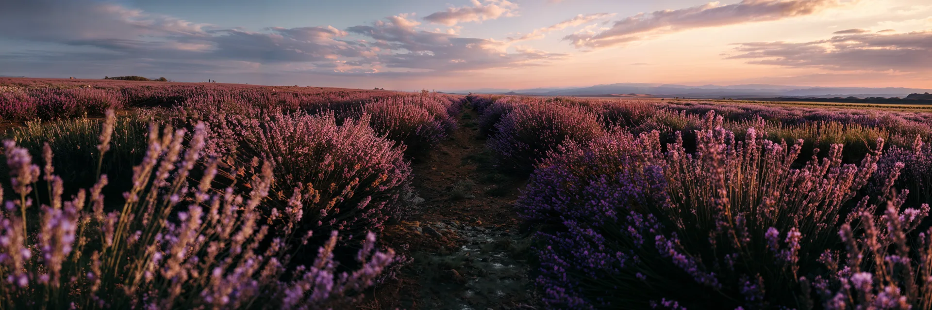 Vivo Travel · FRANCE